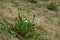 Yerba mansa or the Lizards tail, Anemopsis california.