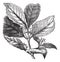 Yerba mate or Ilex paraguariensis vintage engraving