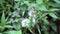 Yerba Porosa (Porophyllum ruderale, Bolivian coriander, quillquina, killi, papalo, tepegua)