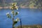 Yerba santa Eriodictyon californicum in bloom, Lake Berryessa in the background, Stebbins Cold Canyon, Napa Valley, California