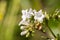 Yerba santa Eriodictyon californicum in bloom, Stebbins Cold Canyon, Napa Valley, California