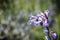 Yerba santa Eriodictyon californicum wildflowers blooming in Santa Cruz mountains, San Francisco bay area, California