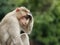 Yercaud monkey