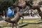 Yerevan, Armenia - September 21, 2017: Sculpture depicted in a c