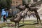 Yerevan, Armenia - September 21, 2017: Sculpture depicted in a c