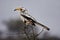 Yerllow billed hornbill in a thorn tree