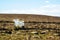 Yes in big white wooden letters with Scottish moorland in the background