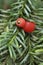 Yew Berries - Taxus baccata