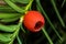 Yew berry Taxus baccata, greenery, negniuchka, pus, mahogany - a species of trees of the genus Yew of the Taxaceae family