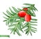 Yew branch, christmas decoration. Taxus tree 3d realistic vector icon