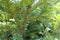 Yew branches with immature seed cones