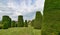 Yew gardens at Packwood House