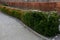 yew hedges can be shaped even very narrow ones. it grows slowly