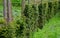 Yew hedges can be shaped even very narrow ones. it grows slowly and can withstand a deeper cut into older branches. perfect barrie