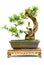 Yew podocarp bonsai tree in clay pot