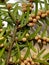 Yew sprig with abundant yellow male flowers