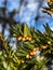 Yew sprig with abundant yellow male flowers