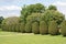 Yew topiary trees in a garden