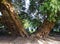 Yew tree, 4000 years old, framing church gravestones.