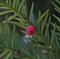 A yew-tree Taxus baccata