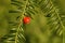 Yew tree, Taxus baccata