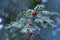 Yew tree Taxus baccata red berries. Closeup of red yew berries among green yew tree branches. English or European conifer green