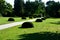 Yews shaped into the shapes of flattened spheres, lenses, hemispheres with round shapes in long rows symmetrically along the path