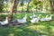 Yi-Liang Ducks are white color and yellow beak which walking.