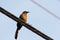 Yiguirro bird on a cable