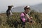 Yiliang, China - March 24, 2019: Black Yi family dressed in a traditional attire picking up tea leaves in Baohong mountain,
