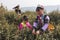 Yiliang, China - March 24, 2019: Black Yi family dressed in a traditional attire picking up tea leaves in Baohong mountain,