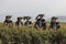 Yiliang, China - March 24, 2019: Black Yi men dressed in a traditional attire picking up tea leaves in Baohong mountain, Yiliang