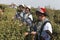 Yiliang, China - March 24, 2019: Black Yi people dressed in a traditional attire picking up tea leaves in Baohong mountain,