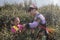 Yiliang, China - March 24, 2019: Black Yi woman and her daughter dressed in a traditional attire picking up tea leaves in Baohong