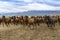 Yilki horses on mountain