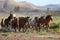 Yilki Horses Running in Field, Kayseri, Turkey