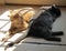 Yin and Yang Cats in the Sun