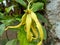 Ylang Flower