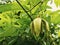 Ylang Ylang or Cananga blooming