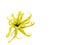 Ylang-Ylang or Cananga odorata flower