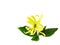 Ylang-Ylang or Cananga odorata flower