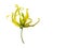 Ylang-Ylang, Cananga odorata flower