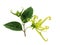 Ylang-Ylang, Cananga odorata flowers