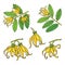 Ylang ylang or cananga odorata. Yellow flower with green leaves. Vector drawing