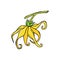 Ylang ylang or cananga odorata. Yellow flower with green leaves. Vector drawing outline