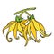 Ylang ylang or cananga odorata. Yellow flower with green leaves. Vector drawing outline