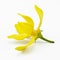 Ylang-Ylang Flower