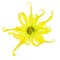 Ylang ylang flower