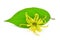 Ylang ylang flower