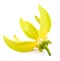 Ylang-Ylang Flower